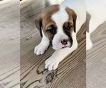 Small Boxer-Golden Retriever Mix