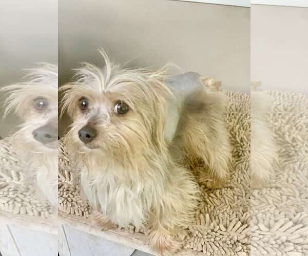 Medium Photo #2 Mutt Puppy For Sale in Santa Clarita, CA, USA