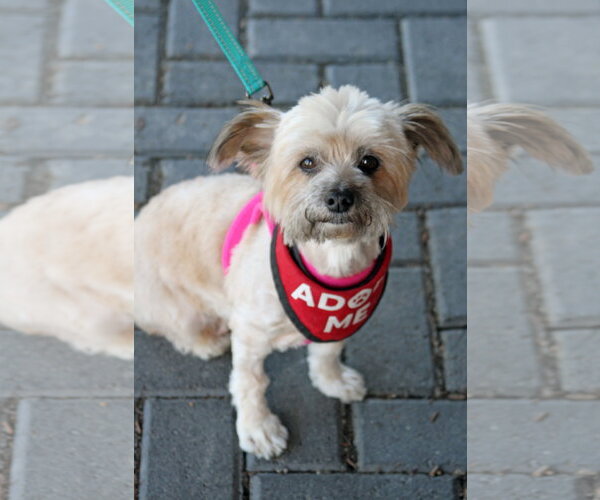 Medium Photo #2 Shih Tzu-Unknown Mix Puppy For Sale in Mission Viejo, CA, USA