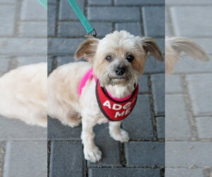 Tootsie - Female Shih Tzu-Unknown Mix Dog for Adoption - Photo #2