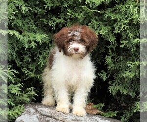 Poodle (Miniature)-Portuguese Water Dog Mix Puppy for sale in FREDERICKSBG, OH, USA