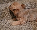 Small Photo #3 Yorkshire Terrier Puppy For Sale in JOHNSON CITY, TN, USA