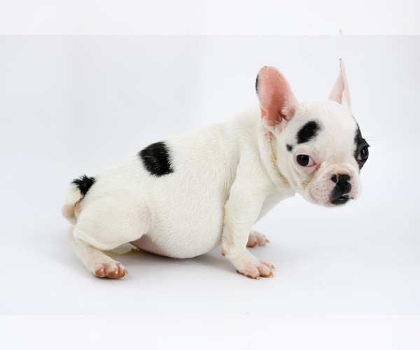 Medium Photo #3 French Bulldog Puppy For Sale in ORLANDO, FL, USA
