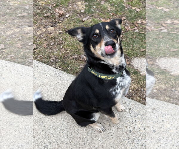 Medium Photo #2 Mutt Puppy For Sale in Clarkston, MI, USA