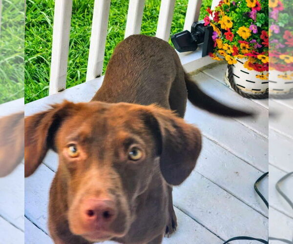 Medium Photo #9 Boykin Spaniel-Whippet Mix Puppy For Sale in New York, NY, USA