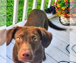 Small #8 Boykin Spaniel-Whippet Mix