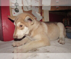 Wolf Hybrid Puppy for sale in BECKLEY, WV, USA