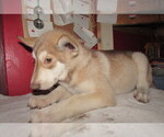 Small Wolf Hybrid