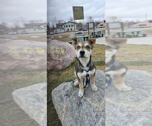 Siberian Husky-Unknown Mix Dogs for adoption in Calgary, Alberta, Canada