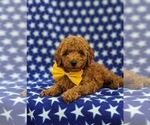 Small Photo #6 Poodle (Miniature) Puppy For Sale in KINZERS, PA, USA