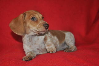 Dachshund Puppy for sale in JACKSONVILLE, FL, USA