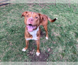 Mutt Dogs for adoption in Plano, TX, USA