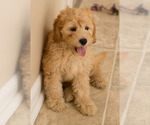 Small Photo #12 Goldendoodle Puppy For Sale in BAY VIEW, WI, USA
