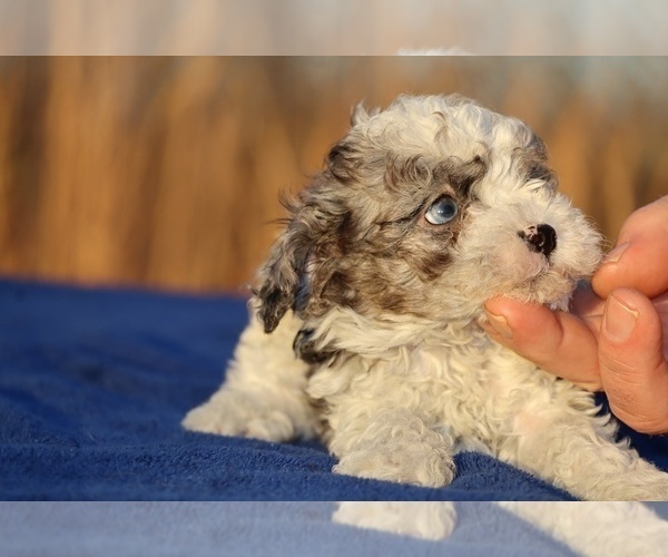 Medium Photo #6 Poodle (Toy) Puppy For Sale in DYERSBURG, TN, USA