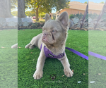 Small #3 French Bulldog