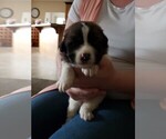 Small Photo #2 Newfoundland-Saint Bernard Mix Puppy For Sale in BERESFORD, SD, USA