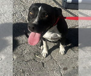 Mutt Dogs for adoption in San Bernardino, CA, USA