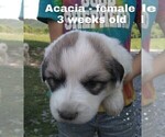 Small Photo #23 Great Pyrenees Puppy For Sale in HILLSVILLE, VA, USA
