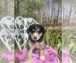 Small Photo #28 Australian Shepherd Puppy For Sale in FARMVILLE, VA, USA