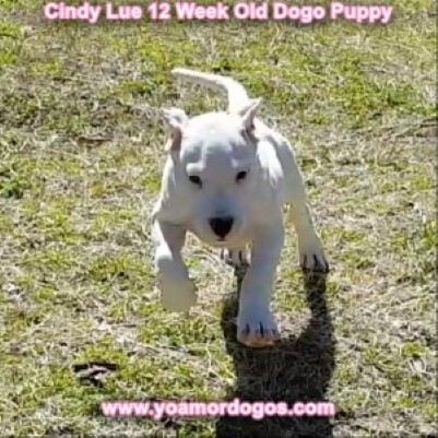 Medium Photo #159 Dogo Argentino Puppy For Sale in PINEVILLE, MO, USA