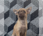 Small Chihuahua