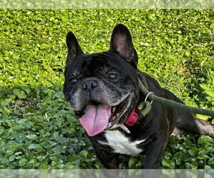 French Bulldog Dogs for adoption in Fort Lauderdale, FL, USA