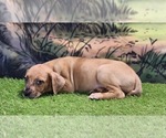 Small #8 Catahoula Leopard Dog