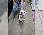 Small #3 Mutt