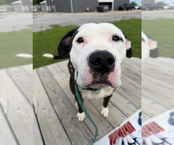 Medium Photo #3 American Staffordshire Terrier Puppy For Sale in Pierceton , IN, USA