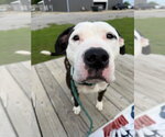 Small #2 American Staffordshire Terrier