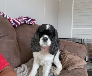 Mother of the Cocker Spaniel puppies born on 07/31/2025