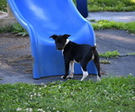Small Photo #6 Rat Terrier Puppy For Sale in PETERSBURG, PA, USA