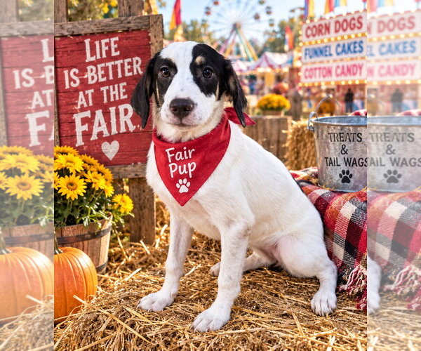 Medium Photo #2 Australian Shepherd-Beagle Mix Puppy For Sale in Southbury, CT, USA