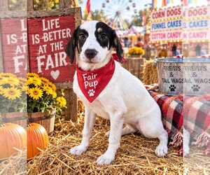 Beyonce ~ meet me! - Female Australian Shepherd-Beagle Mix Dog for Adoption - Photo #2