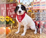 Small Photo #2 Australian Shepherd-Beagle Mix Puppy For Sale in Southbury, CT, USA
