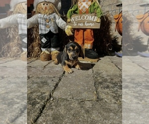 Dachshund Puppy for sale in GUTHRIE, KY, USA