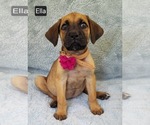 Small #3 Cane Corso