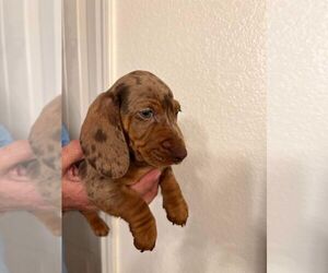 Dachshund Dogs for adoption in BUCKEYE, AZ, USA