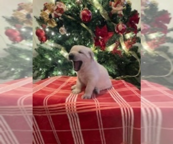 Medium Photo #10 Goldendoodle Puppy For Sale in FLOWERY BRANCH, GA, USA