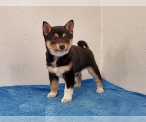 Shiba Inu Puppy for sale in CLARK, MO, USA