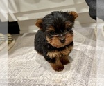 Small Photo #2 Yorkshire Terrier Puppy For Sale in BROOKLAND, AR, USA