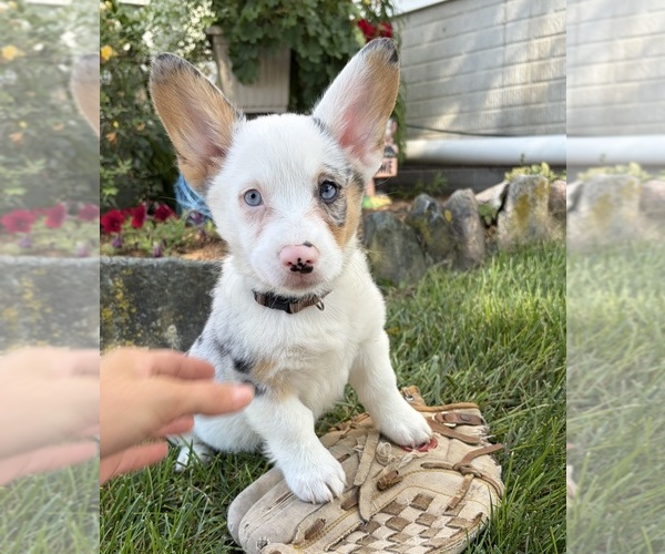 Medium Photo #4 Pembroke Welsh Corgi Puppy For Sale in MIDDLEBURY, IN, USA