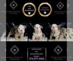 Small Photo #30 English Bulldog Puppy For Sale in WARSAW, IN, USA