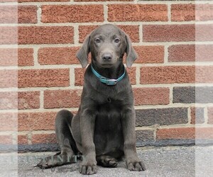 Labrador Retriever Puppy for sale in NEW HOLLAND, PA, USA