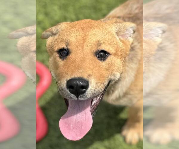 Medium Photo #2 Mutt Puppy For Sale in La Verne, CA, USA