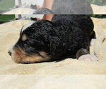 Small #3 Bernedoodle