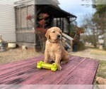 Small #10 Golden Retriever