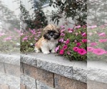 Small Photo #3 Shih Tzu Puppy For Sale in CANOGA, NY, USA