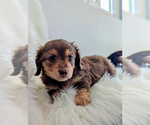 Small Dachshund