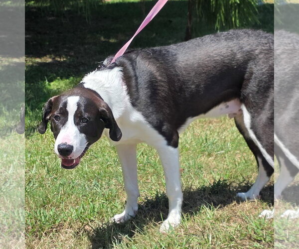 Medium Photo #1 Mutt Puppy For Sale in Yardley, PA, USA